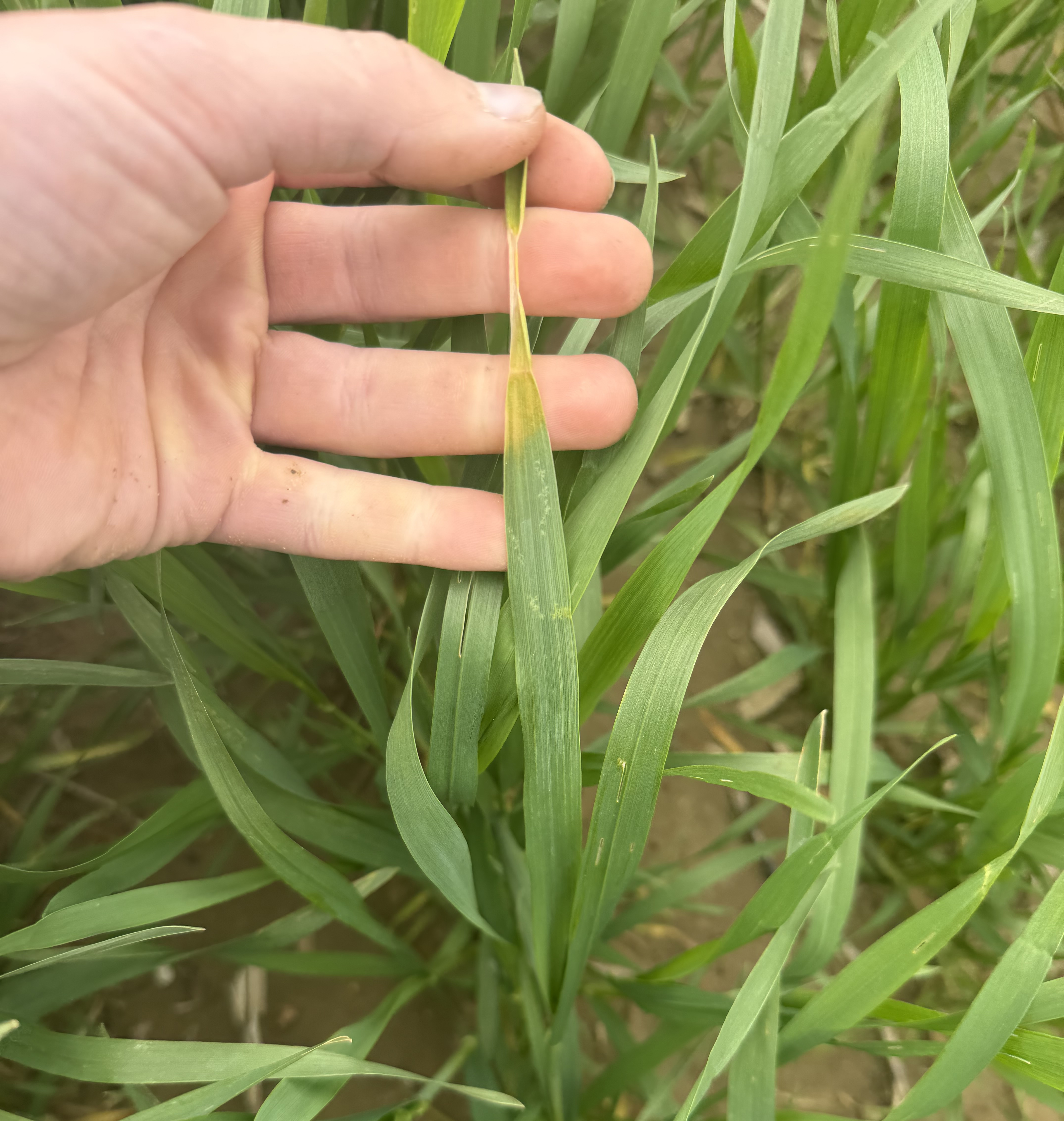 Yellowing at the tip of a wheat plant due to frost damage.